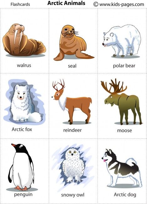 an image of different animals that are in the same place on this page to learn how to draw them