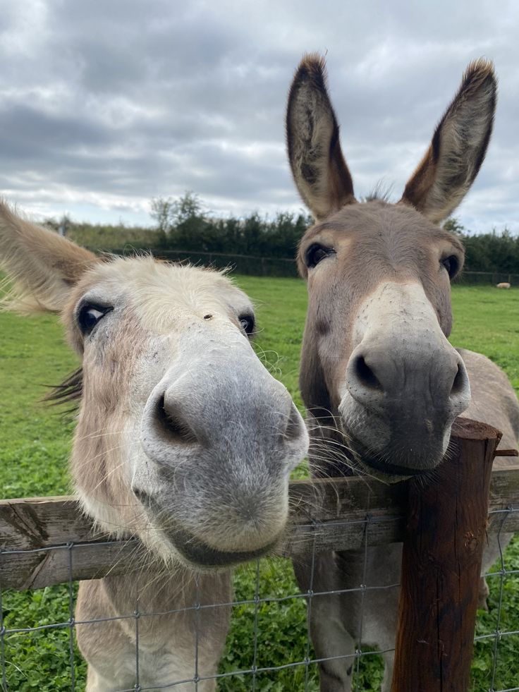 two donkeys looking over a fence at the camera