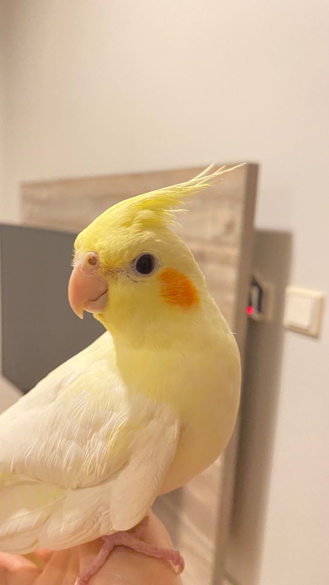 a yellow and white bird is perched on someone's hand in front of a mirror