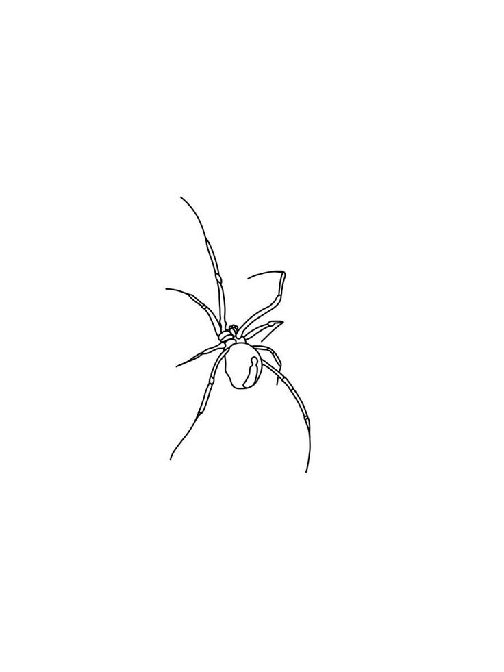 a black and white drawing of a spider