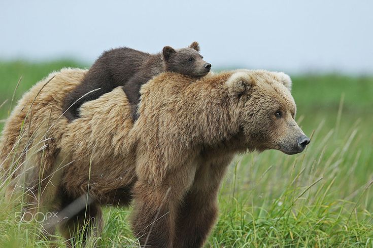 two brown bears are standing in the grass and one bear is sitting on its back