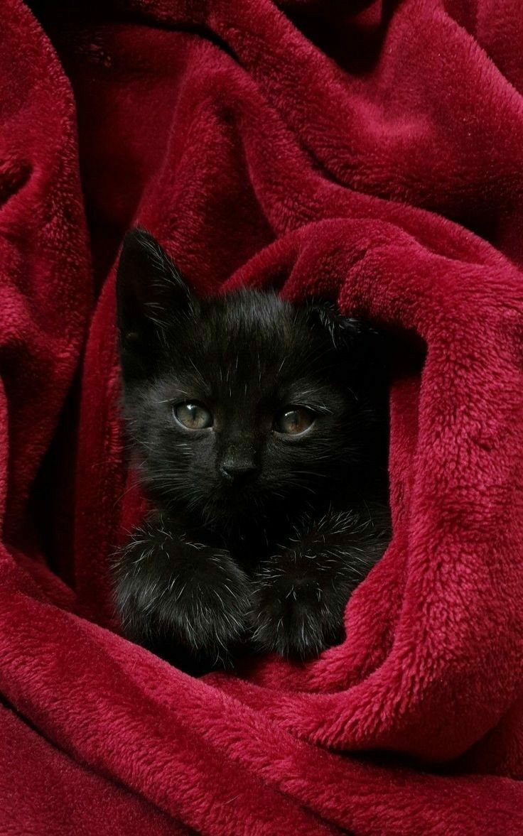 a small black kitten peeking out from under a red blanket on top of a bed