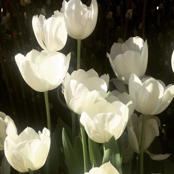 white tulips in the sunlight on a sunny day