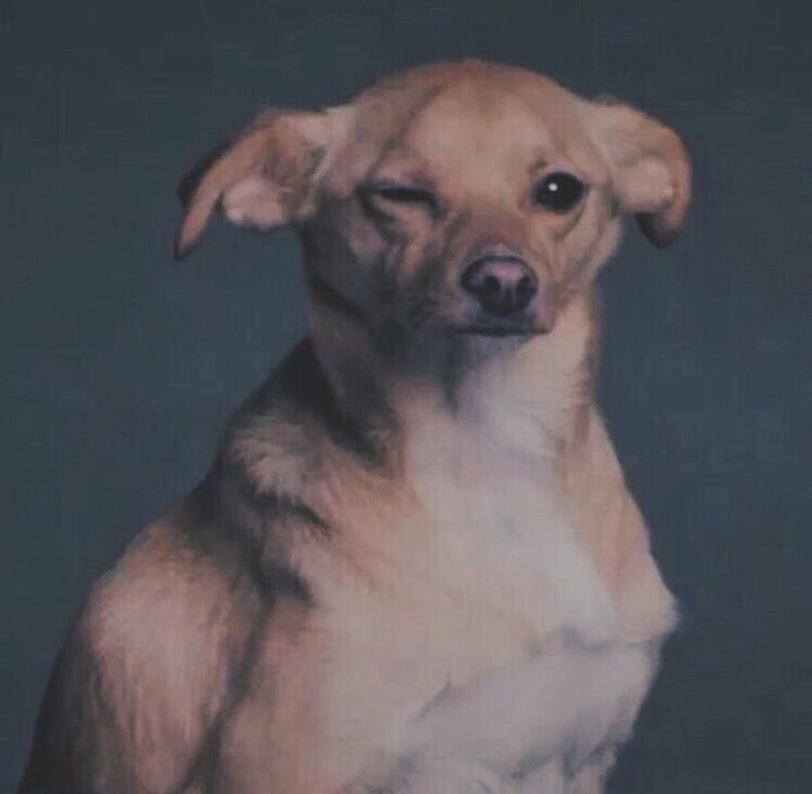 a brown dog sitting on top of a wooden table