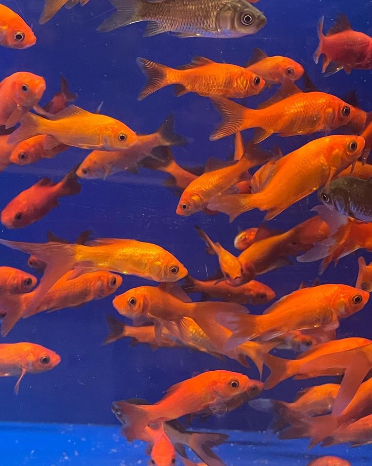 a large group of fish swimming in an aquarium