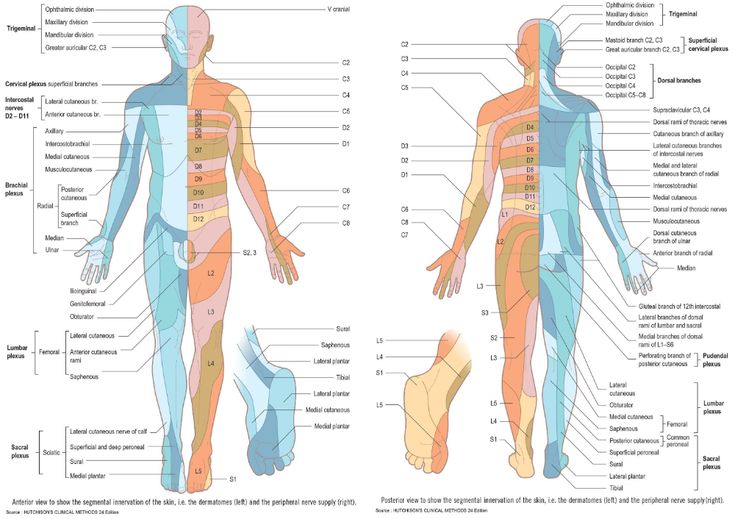 the human body and its major organs