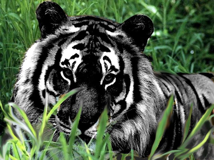 a black and white tiger laying in tall grass