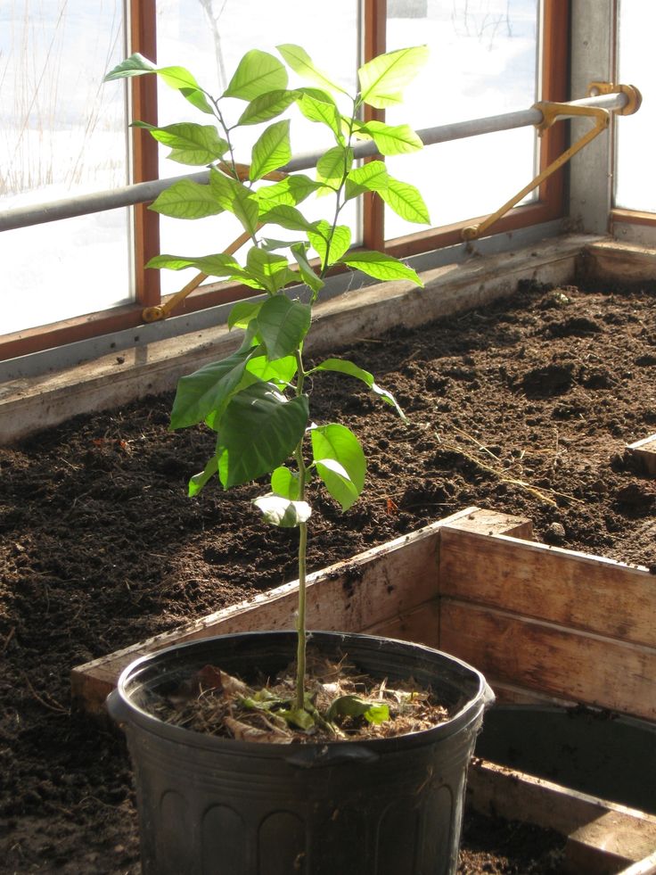 a small tree in a potted planter next to a window with snow on the windowsill