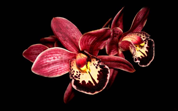 two red and yellow orchids on a black background