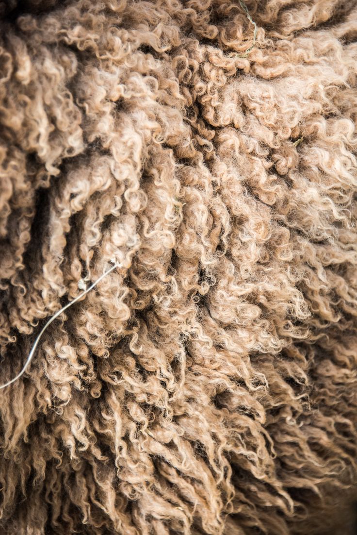 a close up view of the wool on a sheep