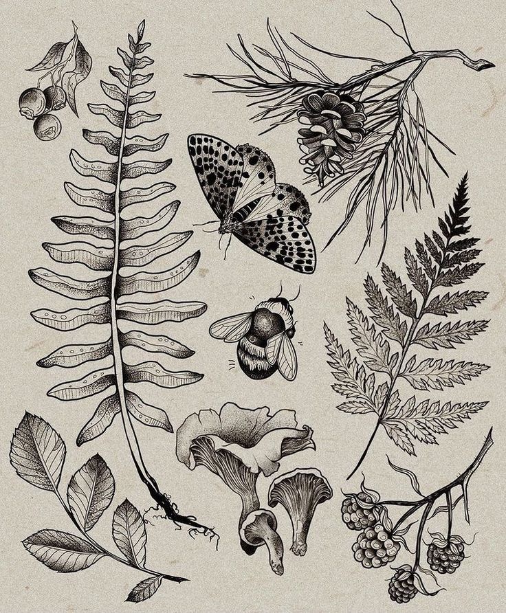 an illustration of various plants and leaves