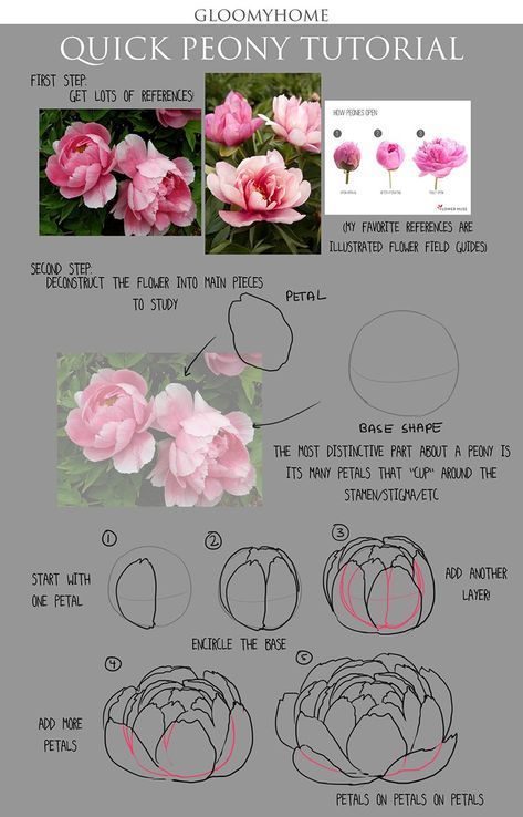 how to draw peony flowers step by step with pictures and instructions for beginners