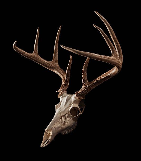 an animal skull with large antlers on a black background