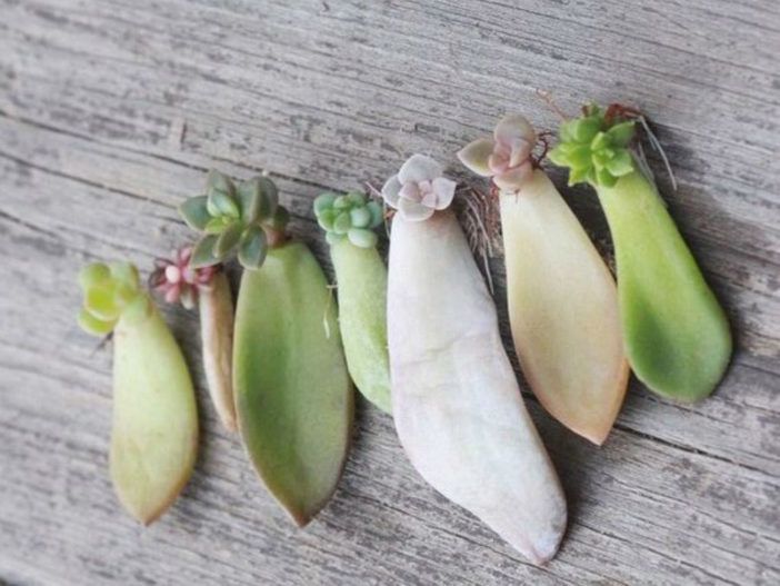 five different types of pea pods on a wooden surface with succulents growing out of them