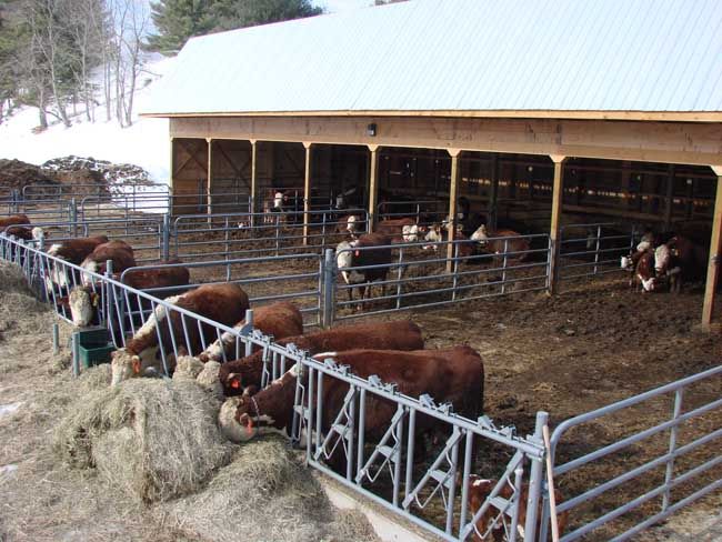 several cows are lined up in their stalls