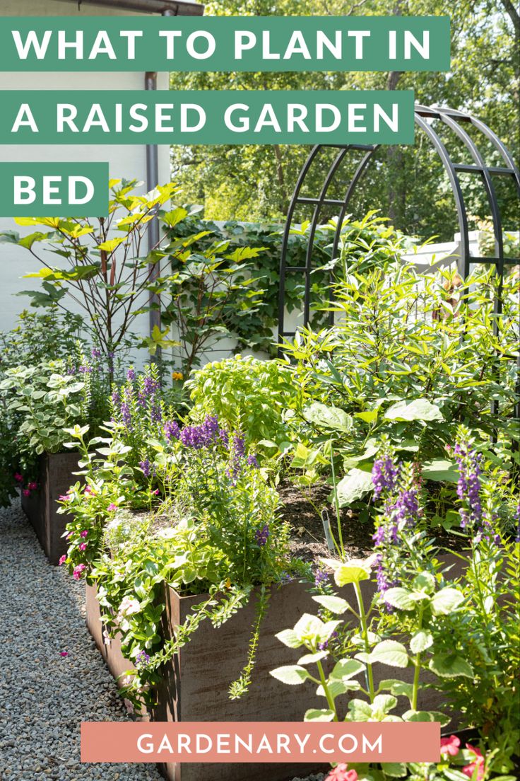 a garden bed with plants growing in it and the words what to plant in a raised garden bed