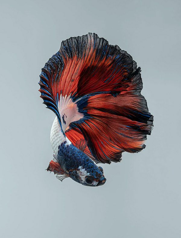 a siamese fish with red, white and blue feathers flying in the air above