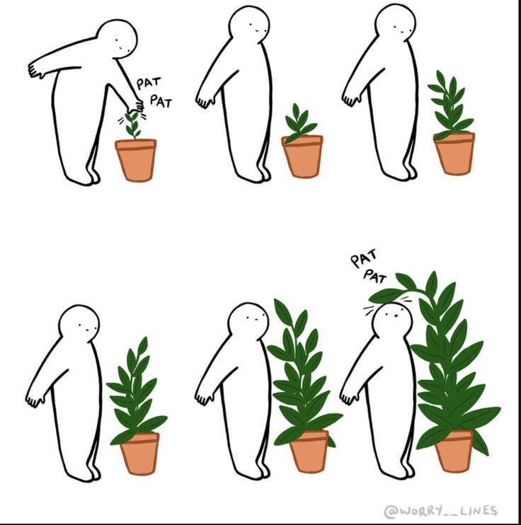 the stages of growing a potted plant