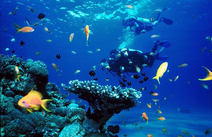 a man swimming in the ocean with lots of fish around him and his scuba gear on