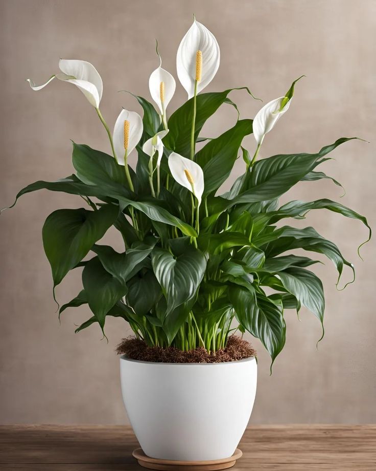 a potted plant with white flowers in it