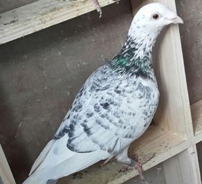 a white and gray bird standing on top of a wooden shelf