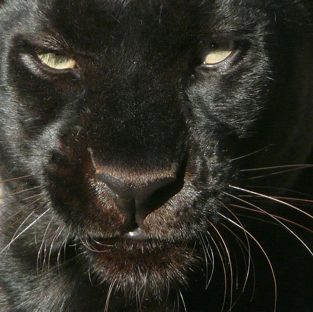 a close up of a black cat's face