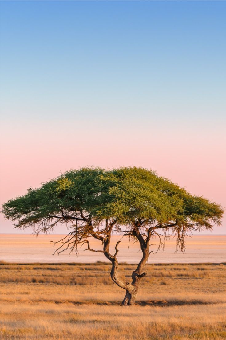 a lone tree stands in the middle of an open field at sunset, with no one around it