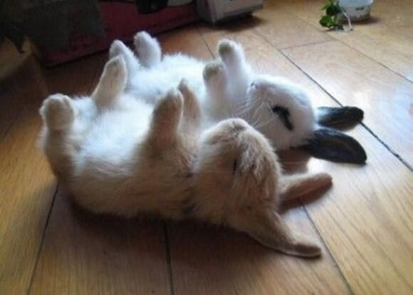 a cat rolling around on its back on the floor