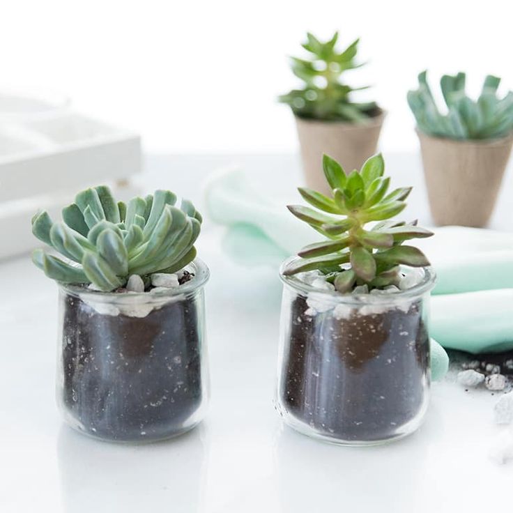 three succulents in small glass containers on a table