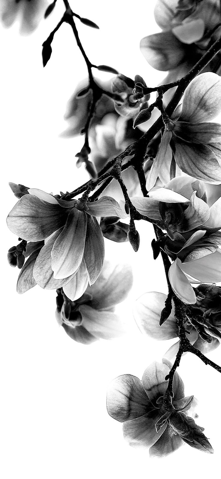 black and white photograph of flowers on a branch