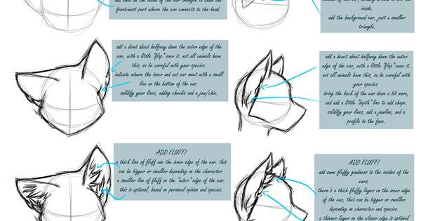 how to draw an animal's face with the help of a pencil and paper