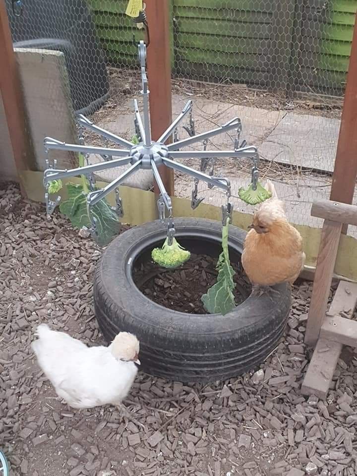 two chickens are standing near a tire planter