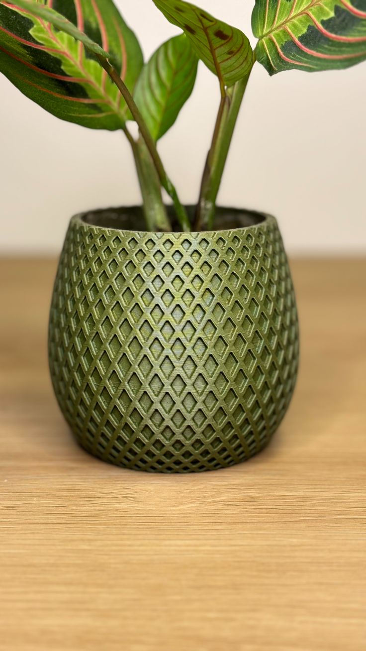 a green potted plant sitting on top of a wooden table