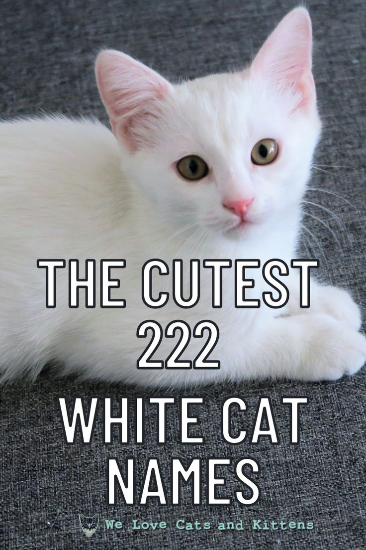 the cutest 22 white cat names