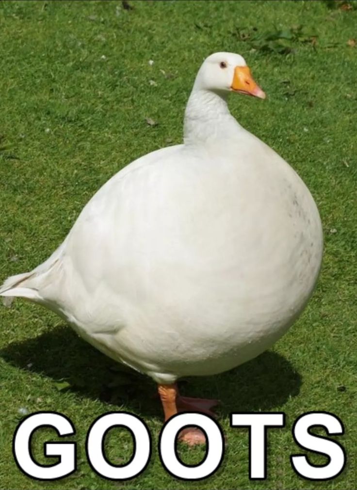 a white duck standing on top of a green field next to the words goots