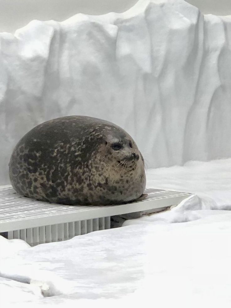 a seal sitting on top of a metal bench covered in snow next to an iceberg