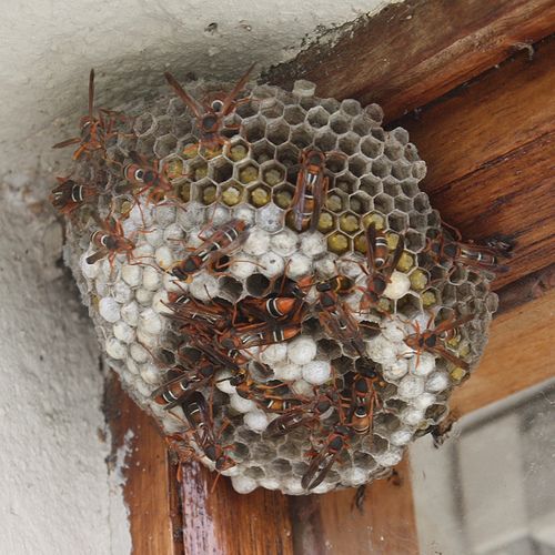 a nest filled with lots of bugs sitting on top of a window sill next to a wooden frame