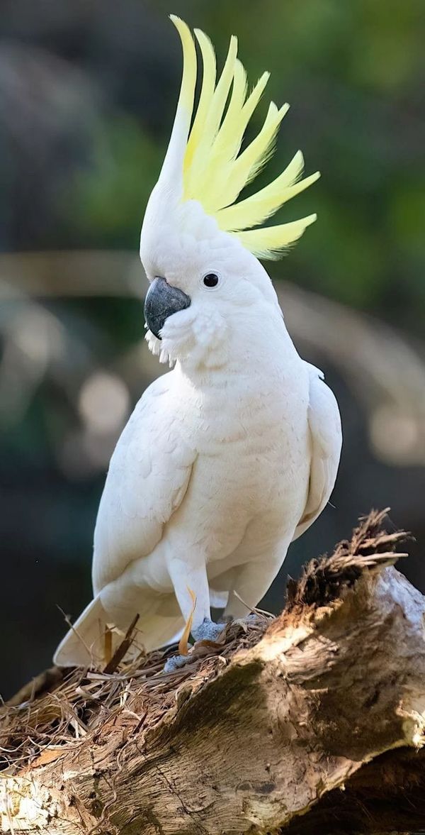 a white cockatoo with yellow feathers sitting on top of a tree branch