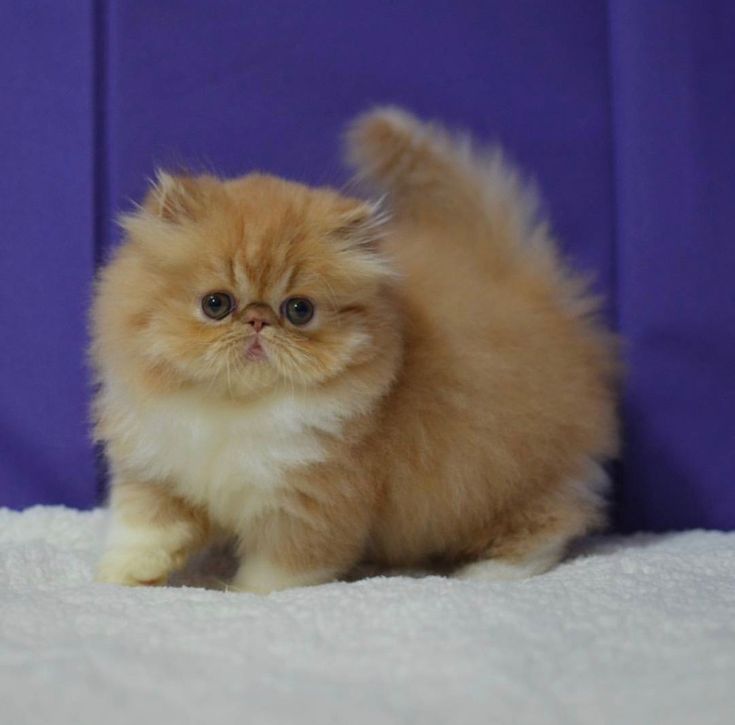 a small orange kitten sitting on top of a white bed next to a purple wall