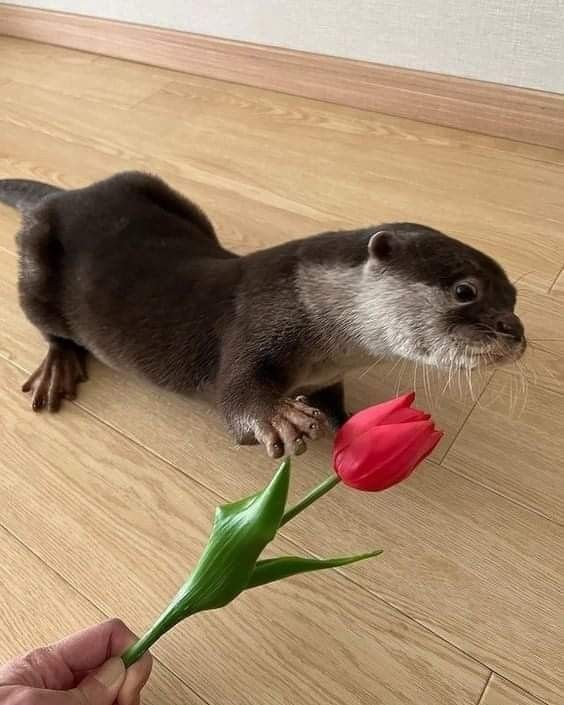 an animal that is standing on the floor with a flower in it's mouth