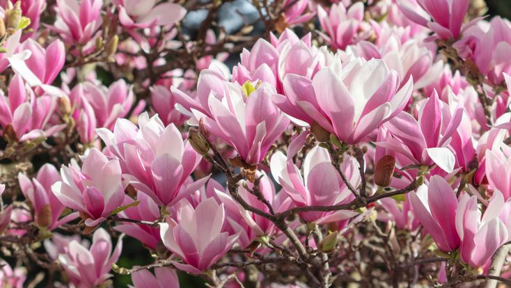 the pink flowers are blooming on the tree