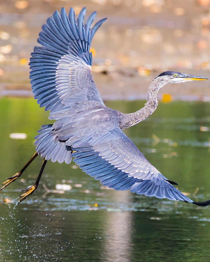 a blue heron flying over the water with it's wings spread out and feet in the air