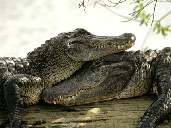 two alligators are resting on a log by the water's edge, with their heads touching each other