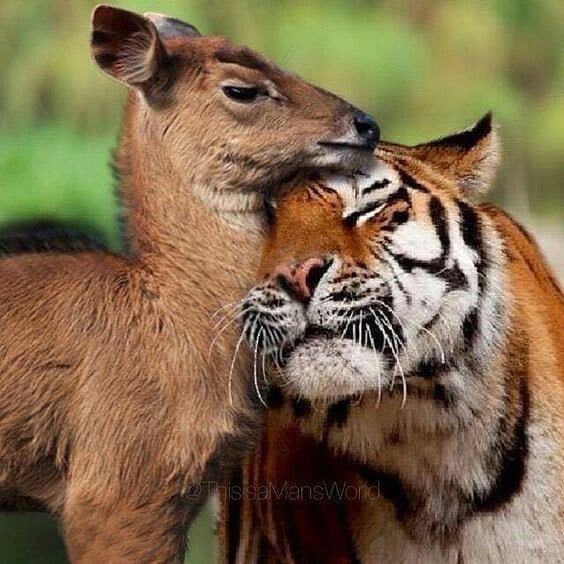 two animals that are next to each other