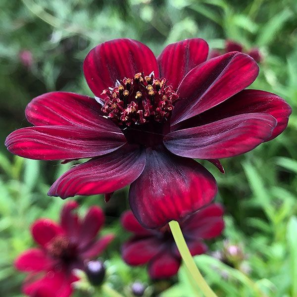 a red flower with green leaves in the background