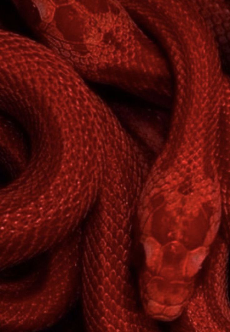 a red snake is curled up in the dark