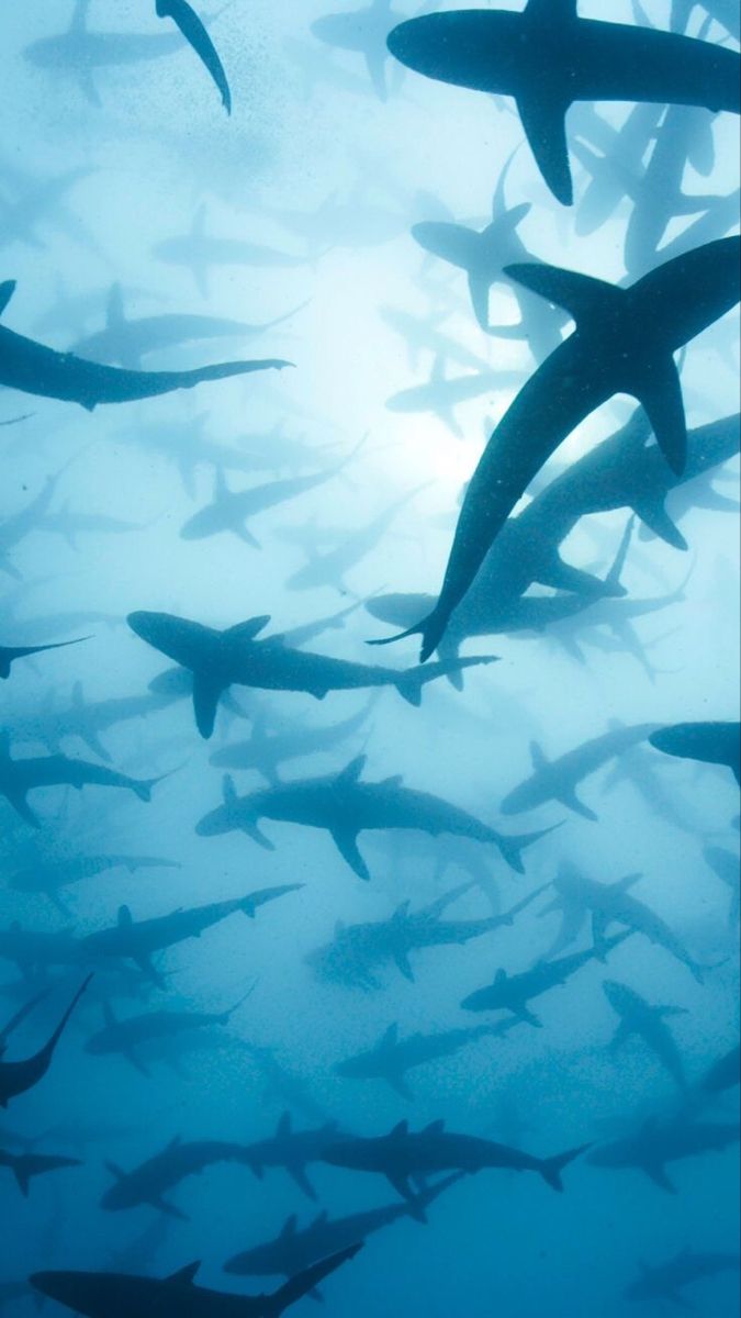 a large group of sharks swimming in the ocean