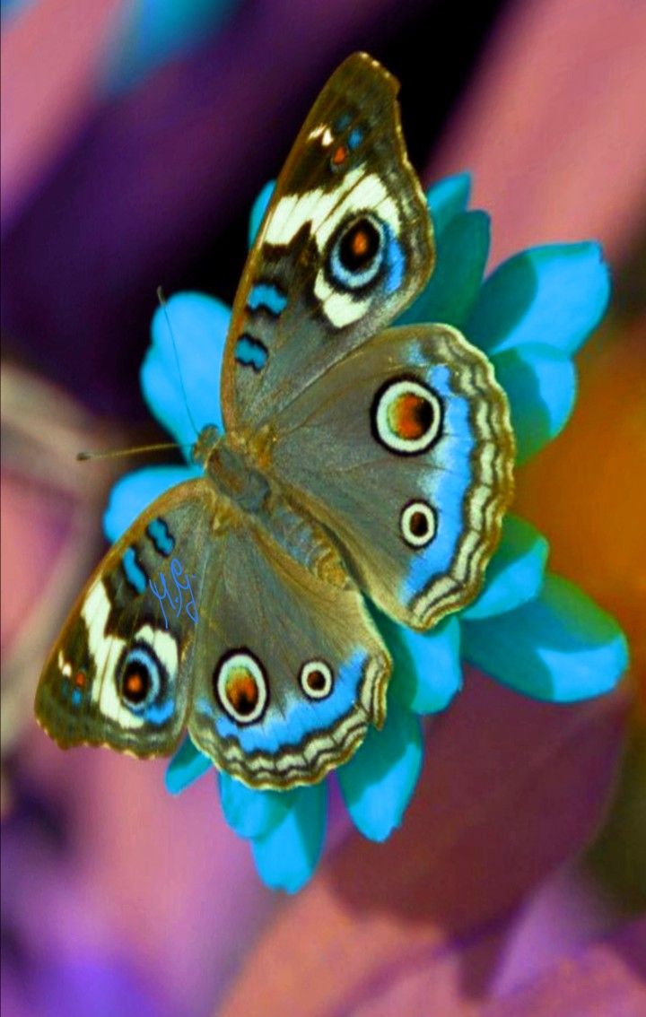 two butterflies sitting on top of a blue flower