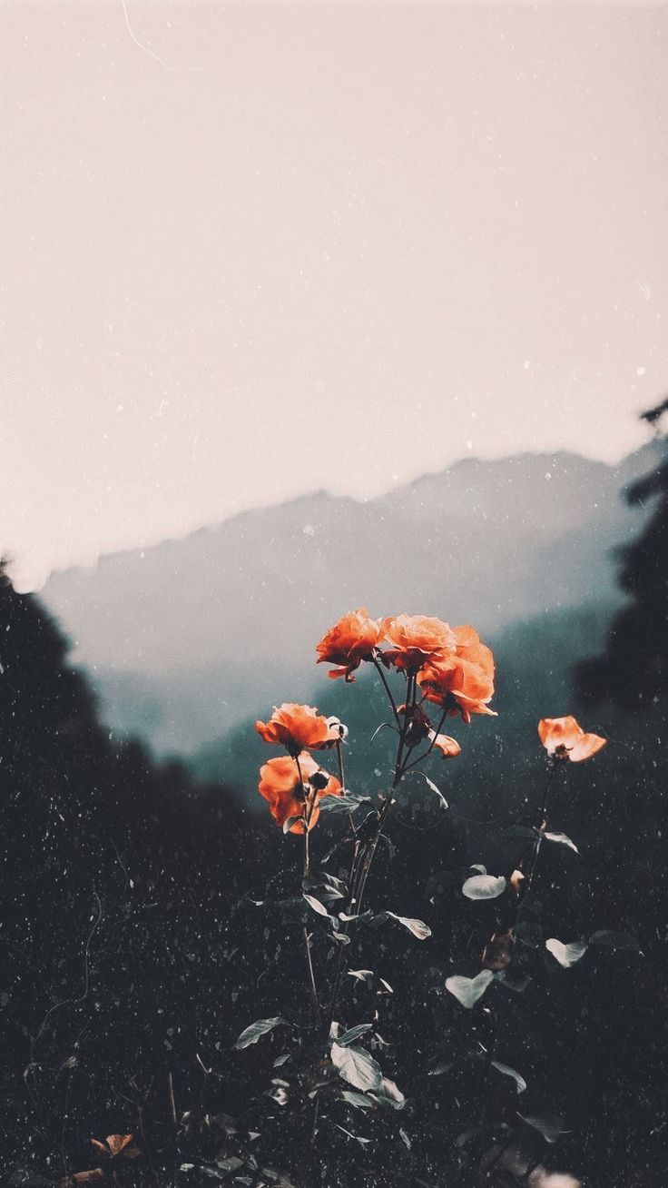 some orange flowers in front of a mountain