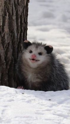 an opossmus standing next to a tree in the snow